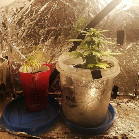 Gelato auto  growlog timeline photo