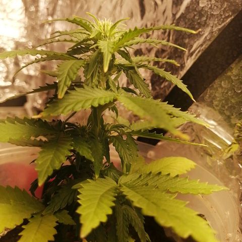 Gelato auto  growlog timeline photo
