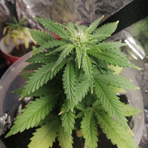 Gelato auto  growlog timeline photo