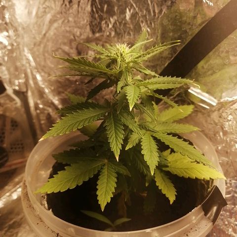 Gelato auto  growlog timeline photo