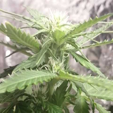 Gelato auto  growlog timeline photo