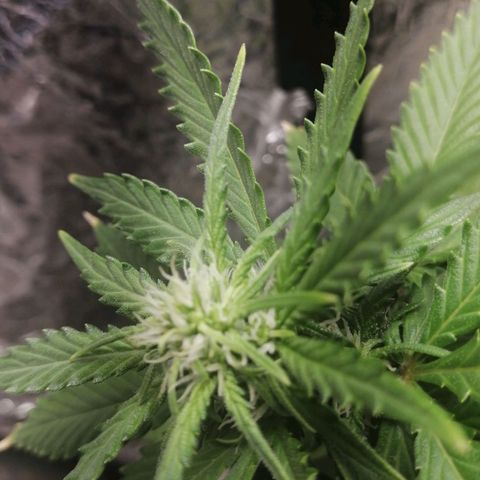 Gelato auto  growlog timeline photo
