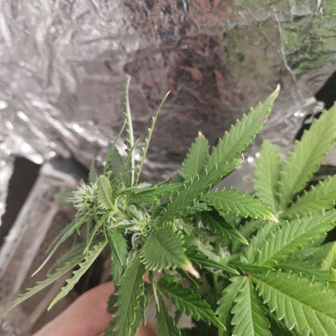 Gelato auto  growlog timeline photo
