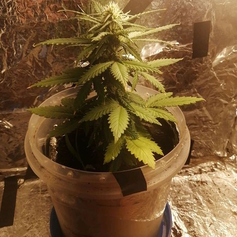 Gelato auto  growlog timeline photo