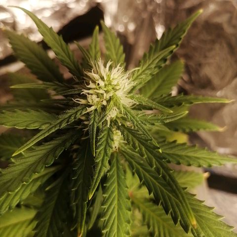 Gelato auto  growlog timeline photo