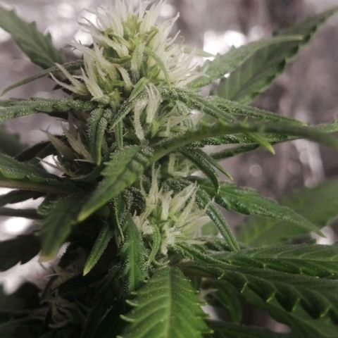 Gelato auto  growlog timeline photo
