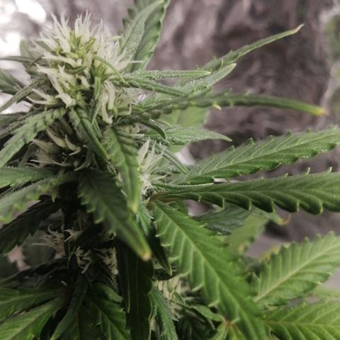 Gelato auto  growlog timeline photo