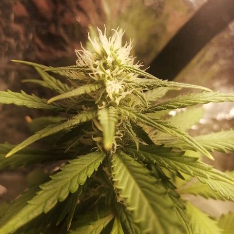Gelato auto  growlog timeline photo