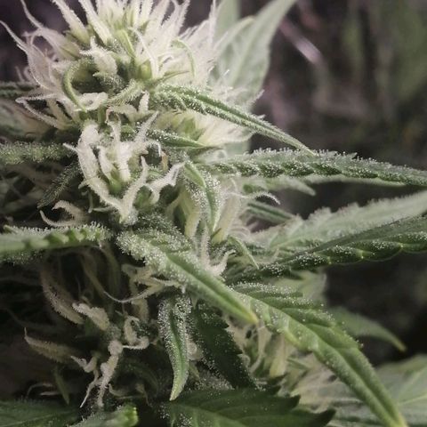 Gelato auto  growlog timeline photo