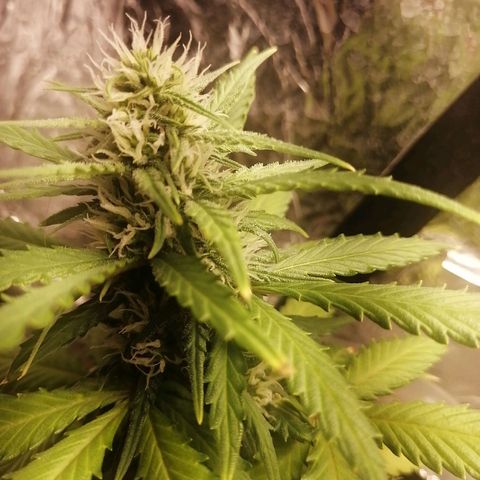 Gelato auto  growlog timeline photo