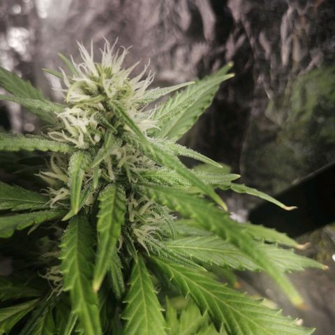 Gelato auto  growlog timeline photo