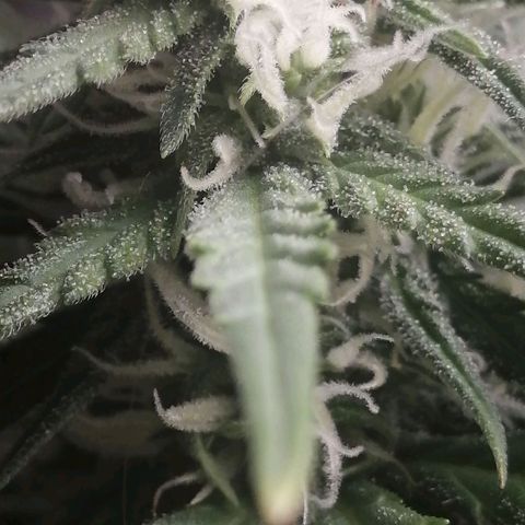 Gelato auto  growlog timeline photo