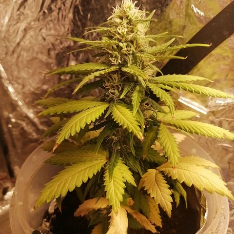 Gelato auto  growlog timeline photo