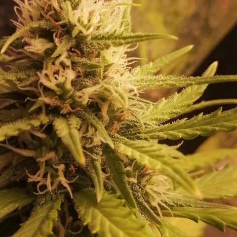Gelato auto  growlog timeline photo
