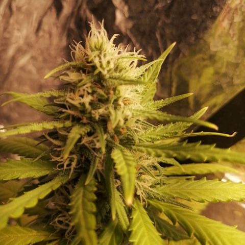 Gelato auto  growlog timeline photo