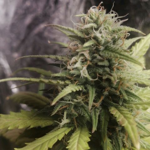 Gelato auto  growlog timeline photo