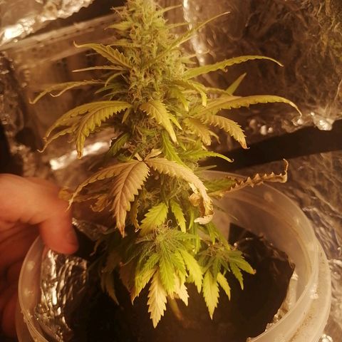 Gelato auto  growlog timeline photo