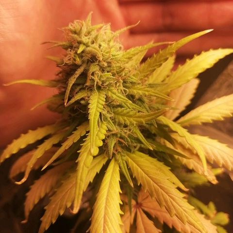 Gelato auto  growlog timeline photo