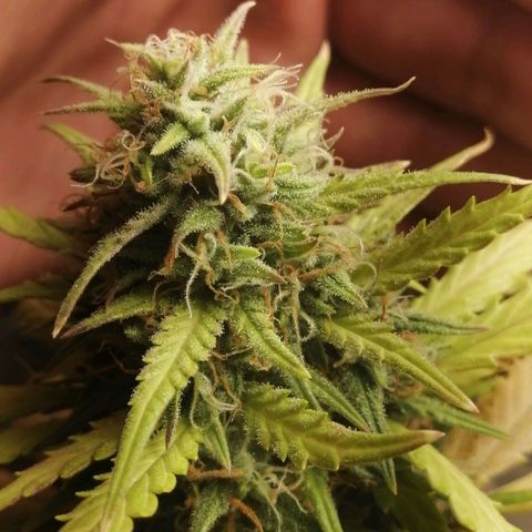 Gelato auto  growlog timeline photo