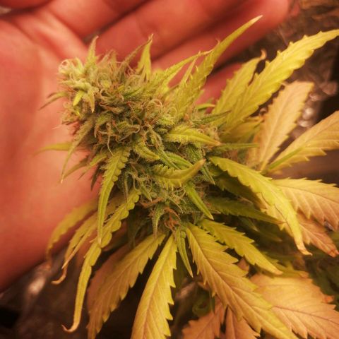 Gelato auto  growlog timeline photo