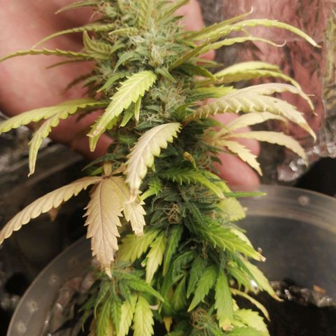 Gelato auto  growlog timeline photo