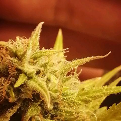 Gelato auto  growlog timeline photo