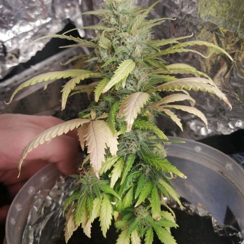 Gelato auto  growlog timeline photo