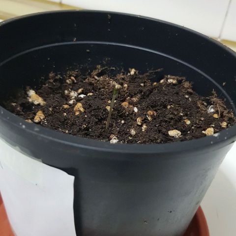 Amnesia 1 growlog timeline photo