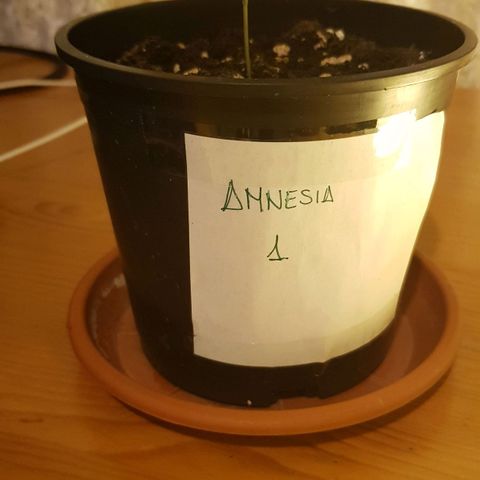 Amnesia 1 growlog timeline photo