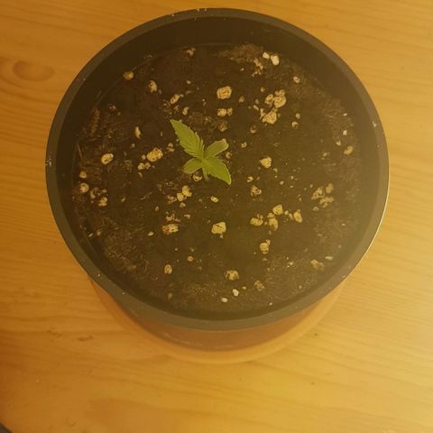 Amnesia 1 growlog timeline photo