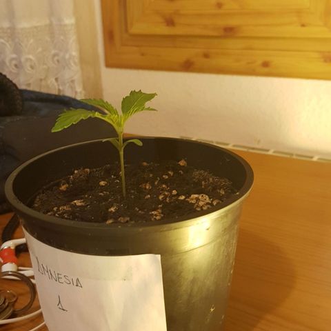 Amnesia 1 growlog photo: Día 9,va Bonita parece