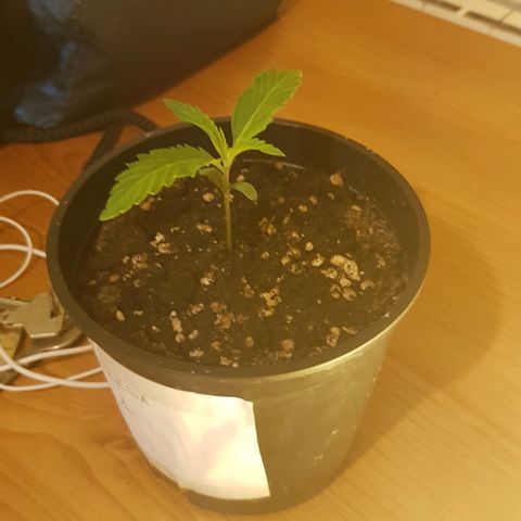 Amnesia 1 growlog photo: Día 9,va Bonita parece