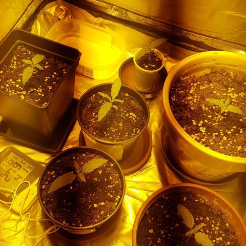 Amnesia 1 growlog photo: Día 9,va Bonita parece