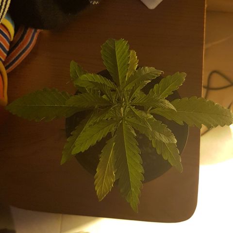 Amnesia 1 growlog timeline photo