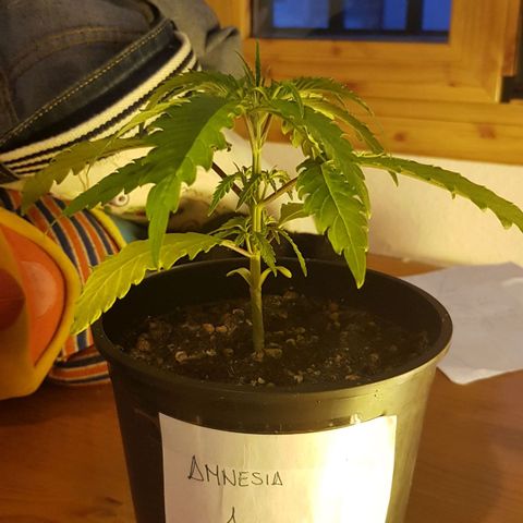 Amnesia 1 growlog timeline photo