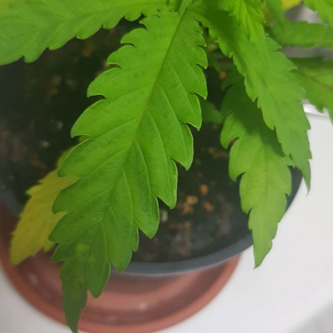 Amnesia 1 growlog timeline photo