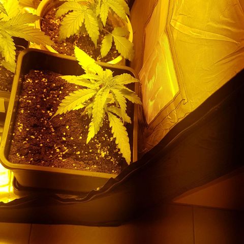 Amnesia 1 growlog photo: Transplante a maceta definitiva, el transplante en si bien,tienes que recordar que eres nuevo,aguanta gonzalo,te has cargado una hoja pero están bien