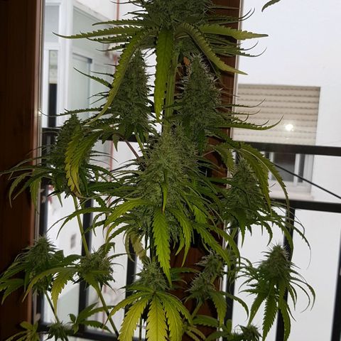 Amnesia 1 growlog timeline photo