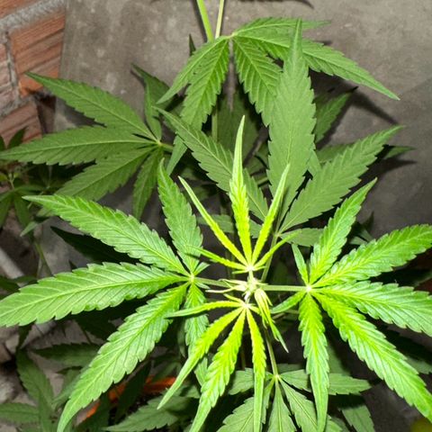 Peyote Gigante  growlog timeline photo