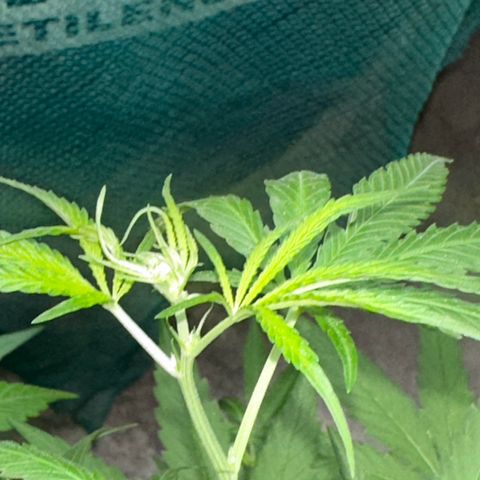 Peyote Gigante  growlog timeline photo