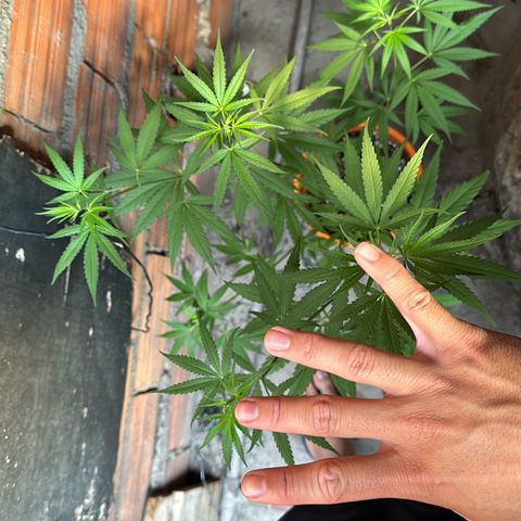 Peyote Gigante  growlog timeline photo