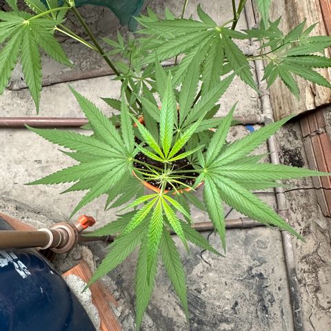 Peyote Gigante  growlog timeline photo