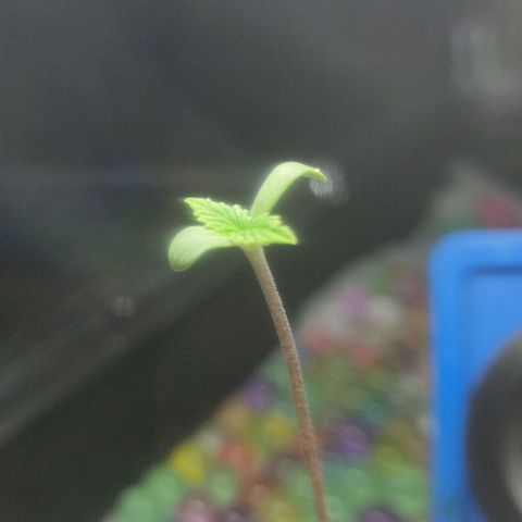 Kaya 47 #1 growlog timeline photo