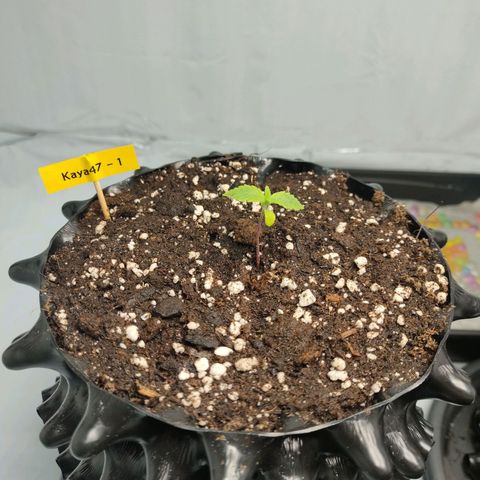 Kaya 47 #1 growlog timeline photo
