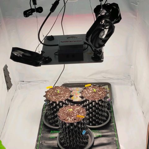 Kaya 47 #1 growlog photo: Heizmatte & Keramikheizlüfter installiert