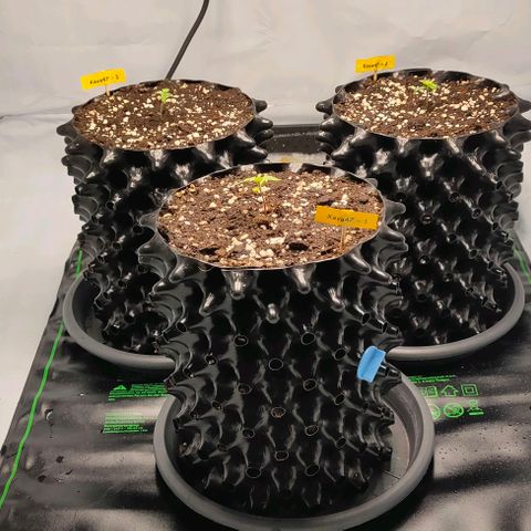 Kaya 47 #1 growlog photo: Heizmatte & Keramikheizlüfter installiert