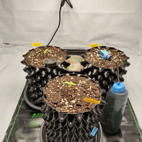 Kaya 47 #1 growlog timeline photo
