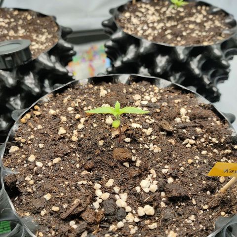 Kaya 47 #1 growlog timeline photo