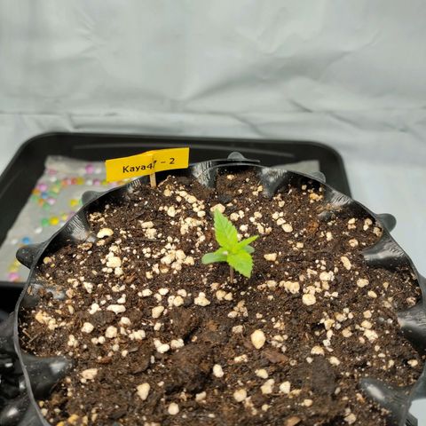 Kaya 47 #2 growlog timeline photo