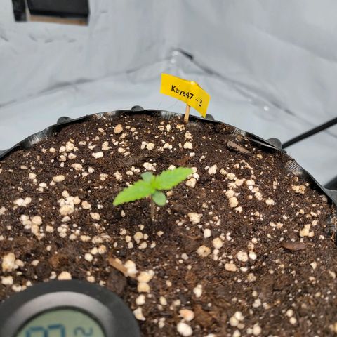 Kaya 47 #3 growlog timeline photo